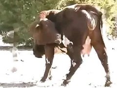 zooporn.ca
